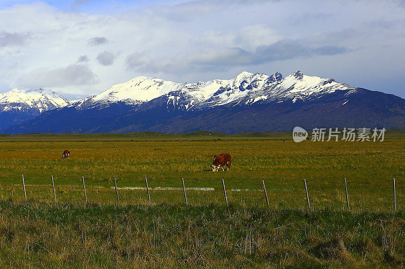 奶牛放牧，巴塔哥尼亚山脉，草原景观，El Calafate，阿根廷